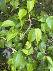 Ficus benjamina