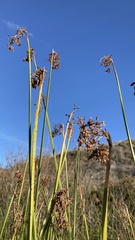 Schoenoplectus californicus