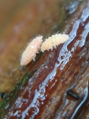 Monobella grassei