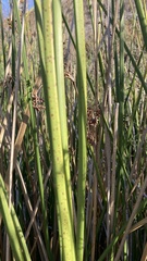 Schoenoplectus californicus