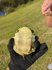 Pseudemys peninsularis