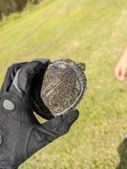 Pseudemys peninsularis