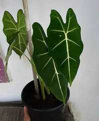 Philodendron gloriosum