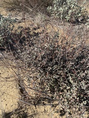 Eriogonum cinereum