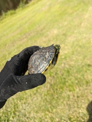 Pseudemys peninsularis