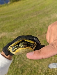 Pseudemys peninsularis