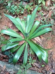 Agave
