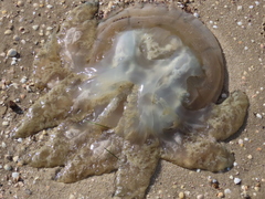 Catostylus tagi