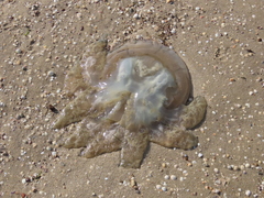 Catostylus tagi