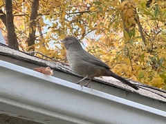 Melozone crissalis