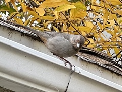 Melozone crissalis