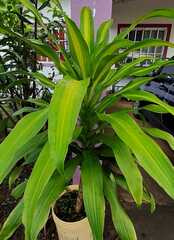 Pandanus amaryllifolius