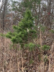 Pinus virginiana