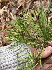 Pinus virginiana
