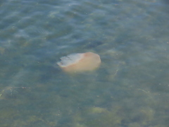 Catostylus tagi