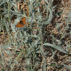 Artemisia dracunculus glauca