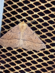 Tetracis jubararia