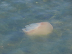 Catostylus tagi