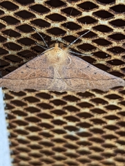Tetracis jubararia