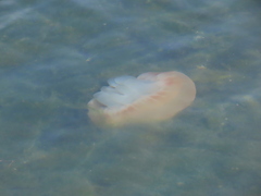 Catostylus tagi