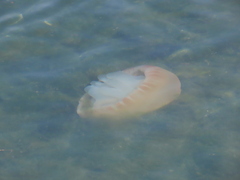 Catostylus tagi
