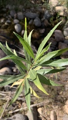 Baccharis salicifolia