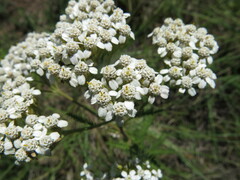Achillea millefolium