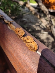 Hypoxylon rubiginosum