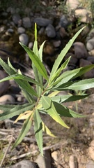 Baccharis salicifolia