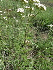 Achillea millefolium