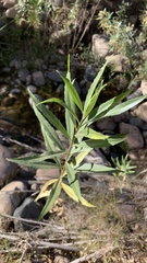 Baccharis salicifolia