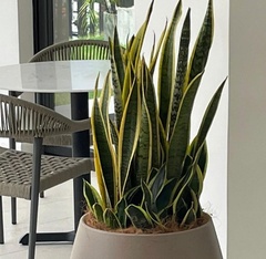Sansevieria