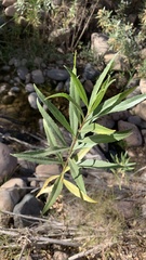 Baccharis salicifolia