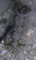 Dendrodoris krusensternii