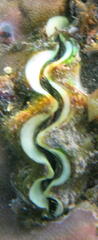 Tridacna