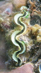 Tridacna