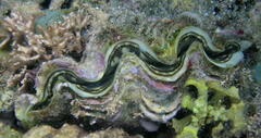 Tridacna