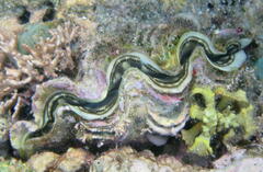 Tridacna