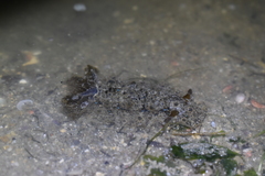 Dendrodoris krusensternii