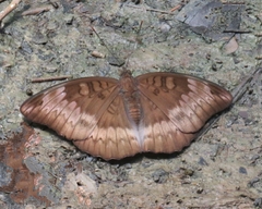 Euthalia monina