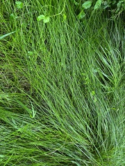 Eleocharis acuta