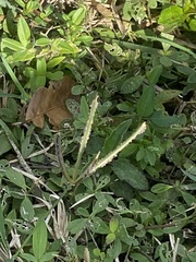 Eleusininae