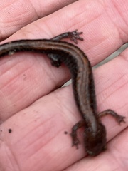 Plethodon cinereus
