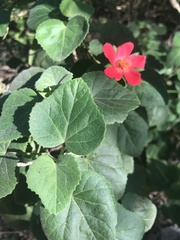Hibiscus martianus