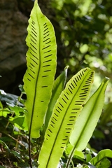 Asplenium scolopendrium scolopendrium