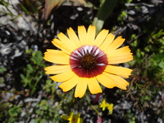 Asteroideae