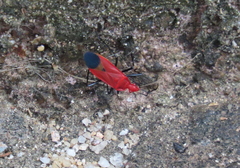 Dindymus sanguineus