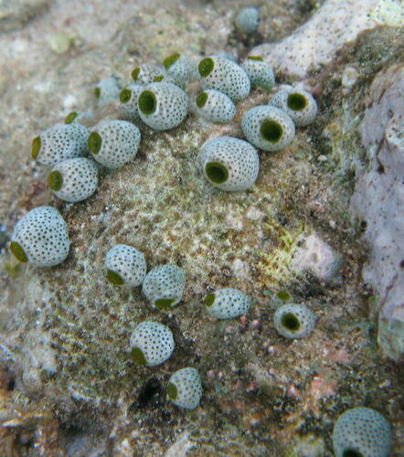 Photo of Green barrel tunicate (Didemnum molle)