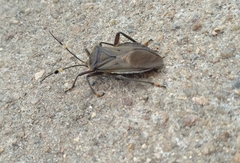 Pachylis laticornis