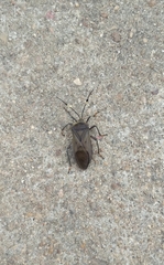 Pachylis laticornis